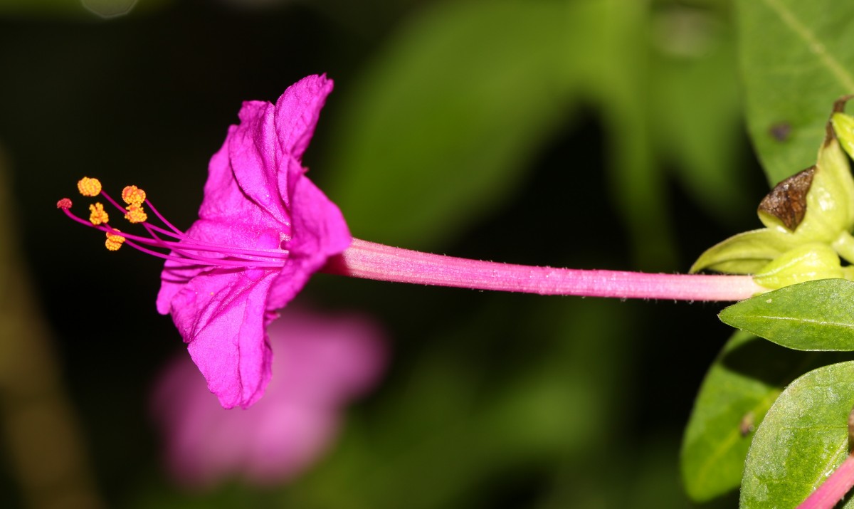 Mirabilis jalapa L.